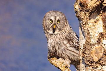 Der Lapplandkauz (Strix nebulosa) von Gert Hilbink