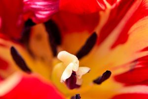 Eine Tulpe im Inneren