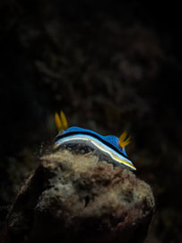 Nudibranchia sur Enak Cortebeeck