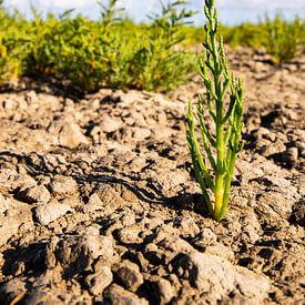 Glasswort in the clay on a salt marsh near the Wadden Sea by Karin Bakker