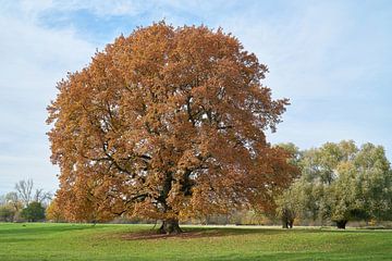 old oak in park by Heiko Kueverling