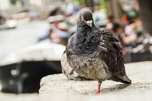 Portret Amsterdamse stadsduif aan de gracht