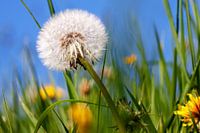 Dandelion