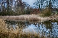 Teich in den Staelduinse Wald von FotoGraaG Hanneke Miniaturansicht