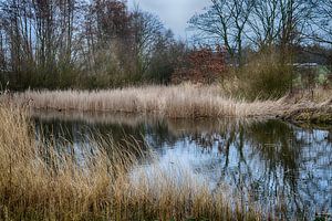 Teich in den Staelduinse Wald