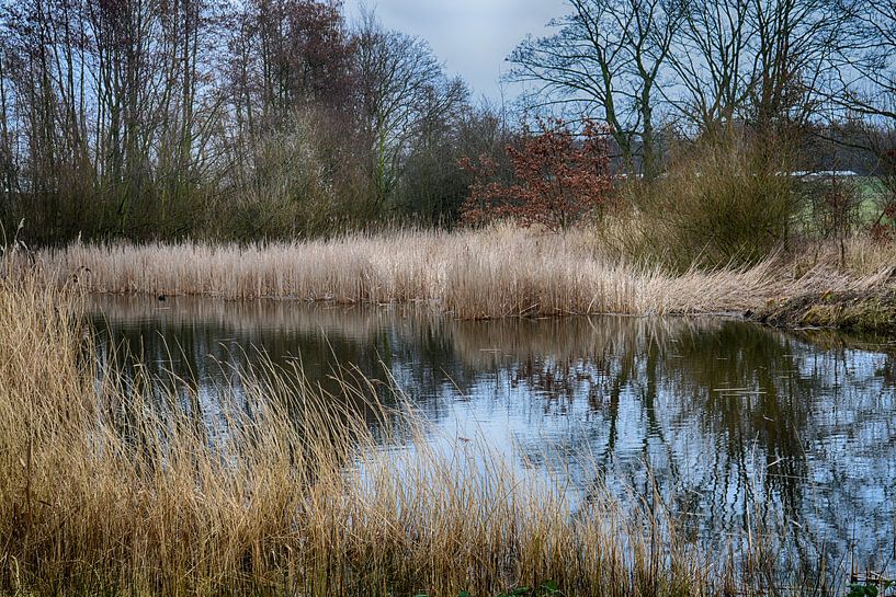 Ven in het Staelduinse Bos (kleur) van FotoGraaG Hanneke