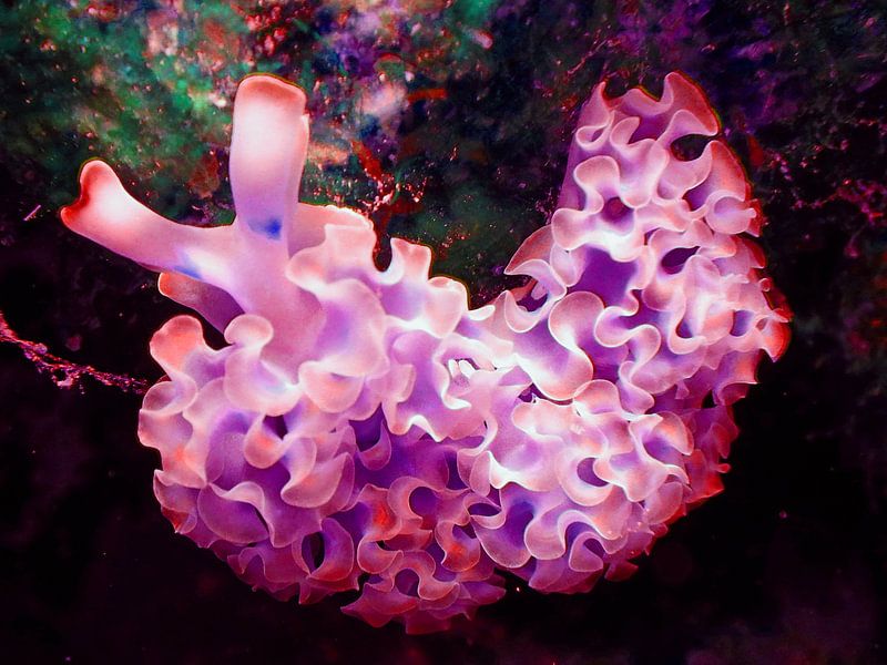 Onderwater, Bonaire Zee Sla-slak met neon roze accenten van Silvia Weenink