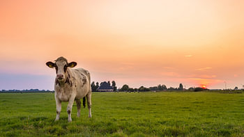 Vache ensoleillée