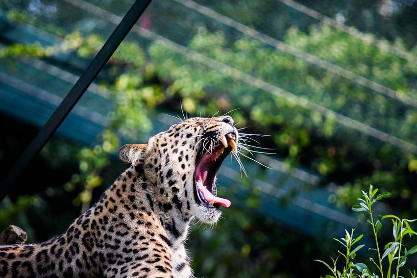 Gapende Cheeta by Myron van Haastrecht