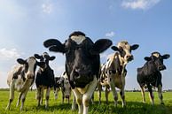 Groep koeien in een weiland die nieuwsgierig in de lens kijken van Sjoerd van der Wal Fotografie thumbnail
