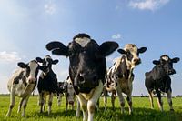 Gruppe von Kühen auf einer Wiese, die in die Linse schauen.