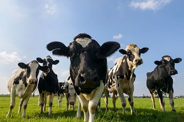 Groep koeien in een weiland die nieuwsgierig in de lens kijken van Sjoerd van der Wal