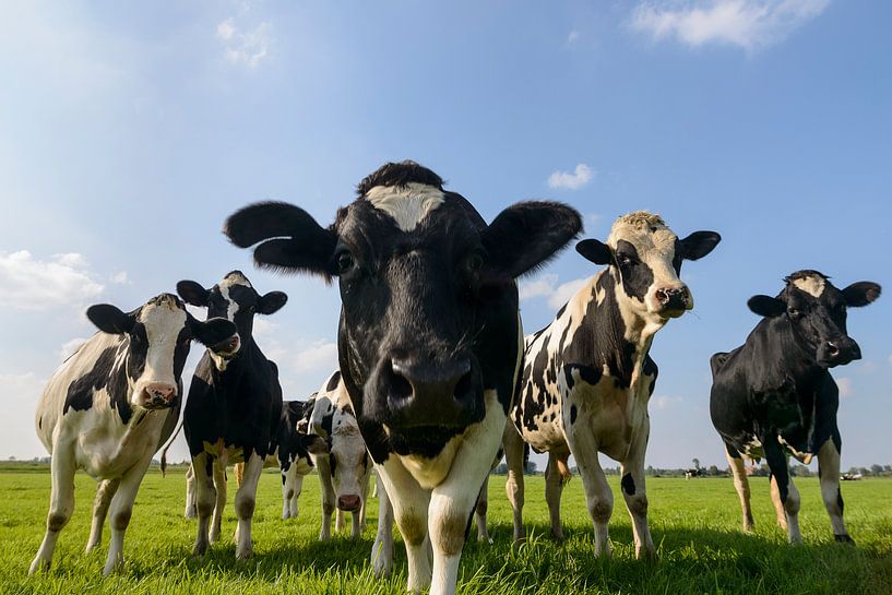 Groupe de vaches dans une prairie regardant dans l'objectif par Sjoerd van der Wal Photographie