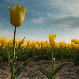Yellow Tulips 1 van Arjan Benders
