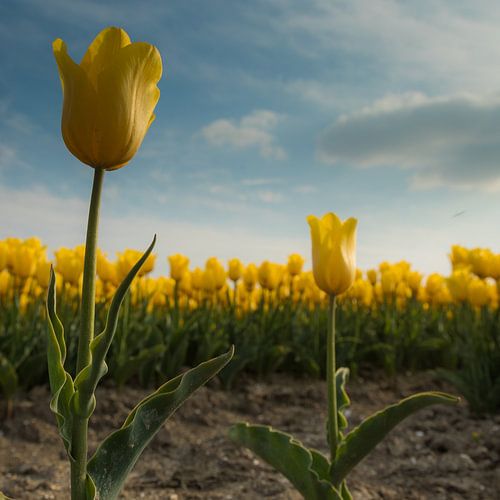 Yellow Tulips 1