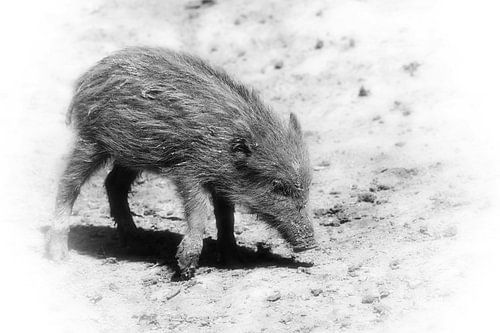 Wildschweinferkel -wild  boar piglet