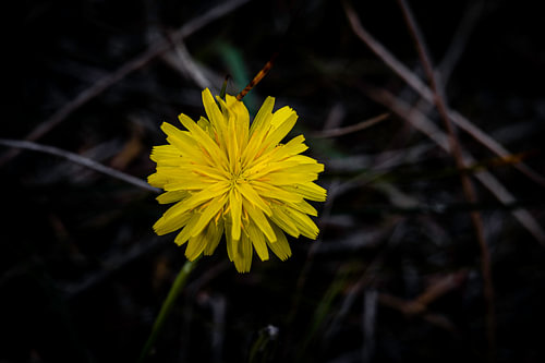 Dandelion