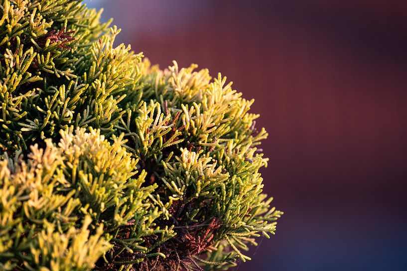 O pine tree by Werner Lerooy