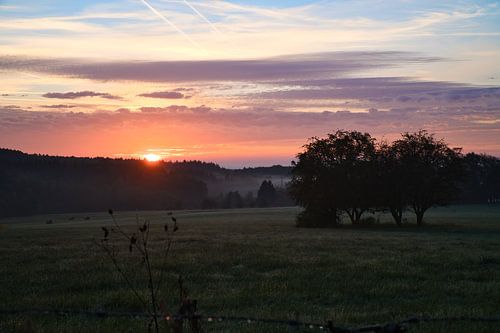 Boom in een weiland in de mist bij zonsopgang
