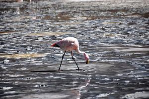 Flamingo in Laguna Hedionda