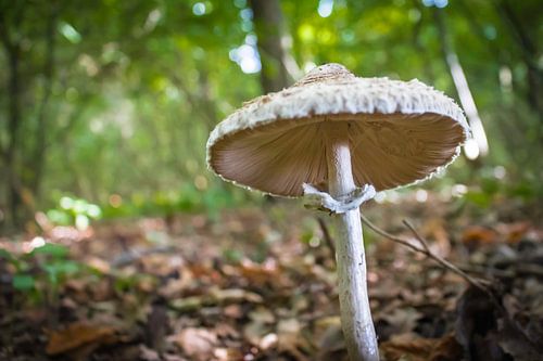 Pilz im Wald 
