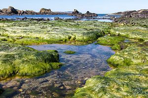 Rocks with aquatic plants