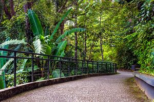 Sentier tropical à travers la forêt tropicale