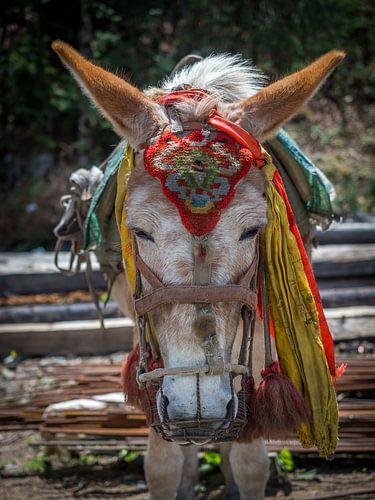 Portret van een ezel