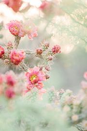 Fleurs rouges sur un cactus Cholla sur Anouschka Rokebrand Photography LLC