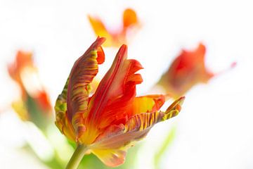 Een macro opname van een bijzondere tulp. van Thea Teijgeler