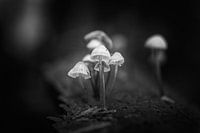 Helminths (b/w)