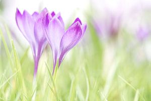 Crocus