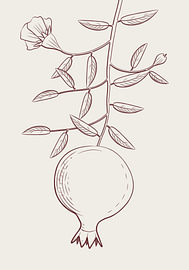 Pomegranate on a Branch – Botanical Line Drawing by MDRN HOME