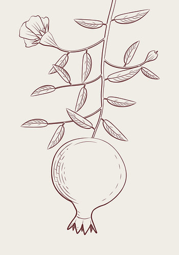 Pomegranate on a Branch – Botanical Line Drawing