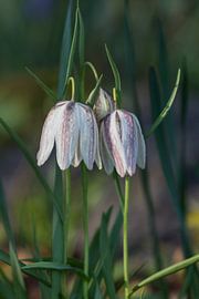 Kievitsbloemen