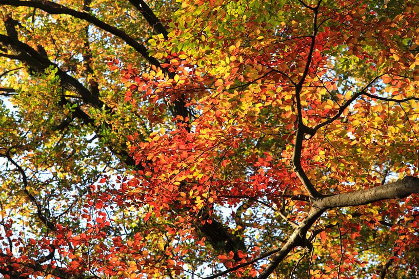 Prachtige beuk van Thomas Jäger