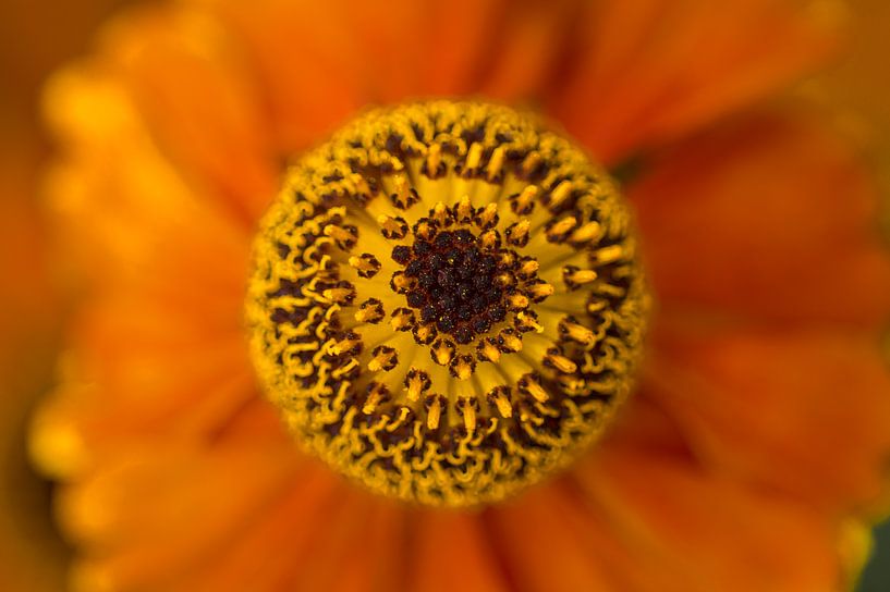 Zonnekruid (Helenium) van Connie Posthuma