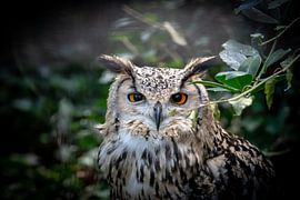 Oehoe by Kevin Vervoort