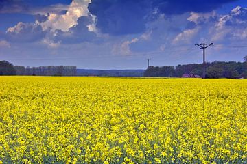 Le viol à l'horizon