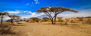 Serengeti