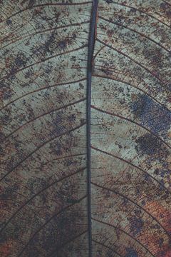 Leaf with rust shades by Denise Tiggelman