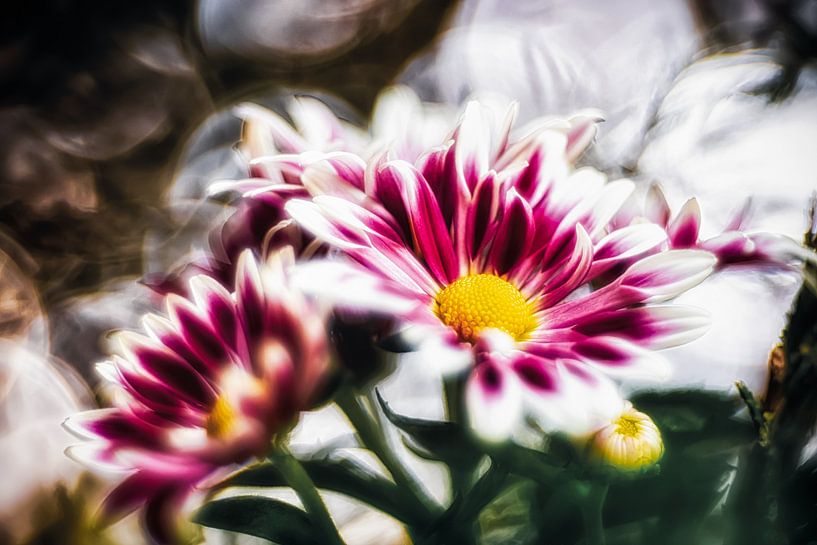 Pittoreske asters van Nicc Koch