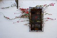 Window with bougainvillea in Spain