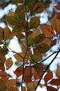 Leaves are falling by Kimberly de Pater thumbnail