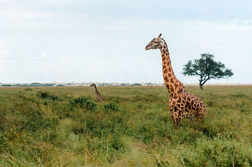 Two Masai giraffes in tall grass – Serengeti, Tanzania