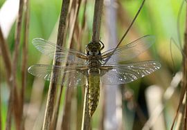 Plattbauch von Matthias Brix