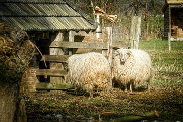 Sheep in the stable by Jos Saris