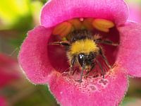 Hommel 1