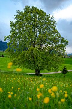Frühlingshafter Baum von Leo Schindzielorz