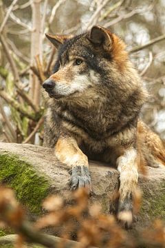 goed de omgeving in de gaten houdende wolf rustend op een steen van Margriet Hulsker